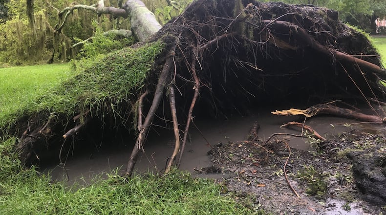 This tree in between Washington and Atlantic avenues in Savannah came crashing down during Irma. Photo: Jennifer Brett, jbrett@ajc.com
