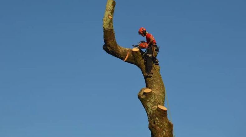 Justin Robinette of Arbor Equity prepares to remove the top of the trunk of a magnolia that stood on the Covington Square for more than 100 years. (Courtesy of Alice Queen)