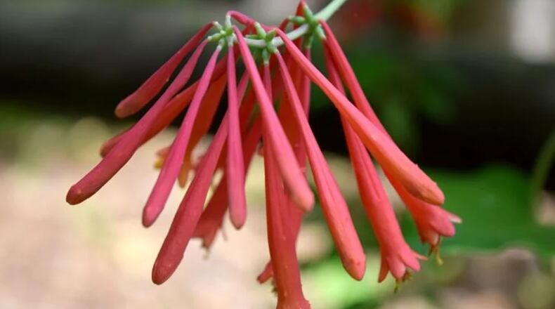 A number of flowers are blooming at the Newman Wetlands Center. (Courtesy of Heather Middleton)