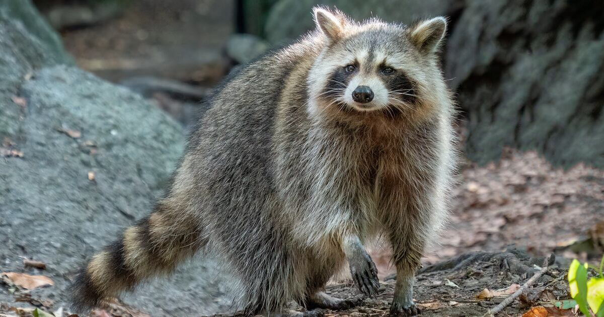 ‘Near catastrophic’ rabies incident jolts Department of Public Health