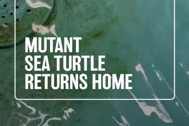 rare turtle returns home video thumb dirty