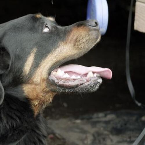 Summer Safety Tips for Your Dog