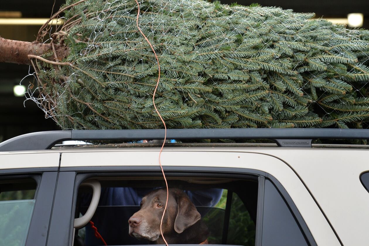 VIDEO: This is the right time to put up your Christmas tree