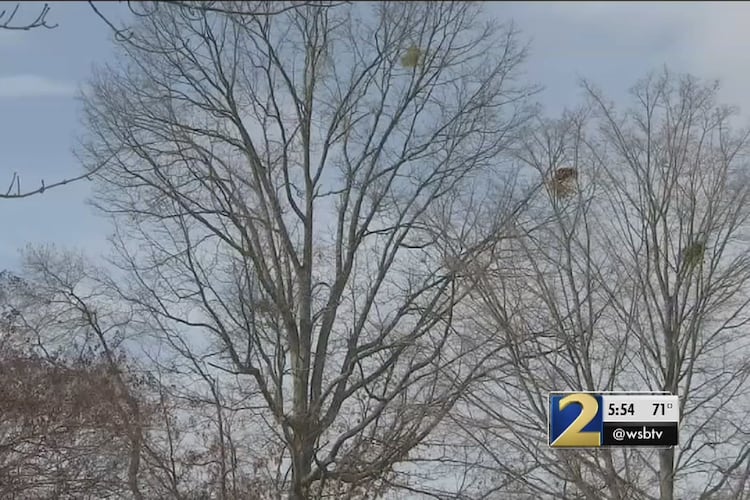 Rising pollen count from warmer temps causing early allergies for sufferers