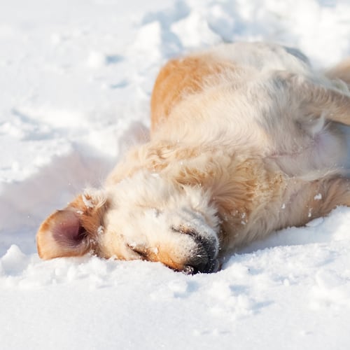How to protect your pets during cold weather