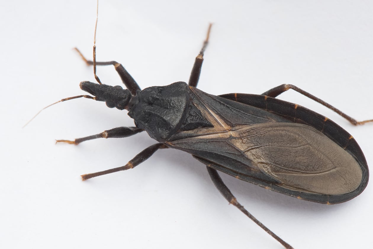 ‘Kissing Bug’ Illness Spreading Across Southern United States