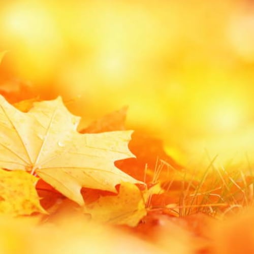 Why You Don't Need To Rake Your Leaves This Autumn