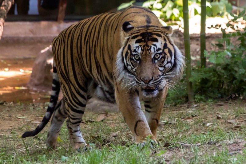 Emerson, a rare Sumatran tiger at Zoo Atlanta, died in November.