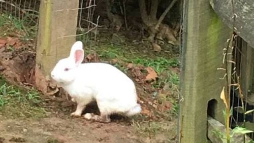 A white bunny on the loose in Acworth, was rescued by the bunny brigade from Georgia House Rabbit Society.