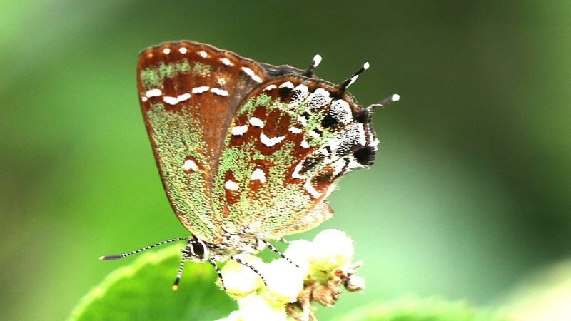 Pierre Howard had to work hard to take this photograph a Hessel's Hairstreak. They lay their eggs in trees above swamps where venomous cottonmouth snakes abound.