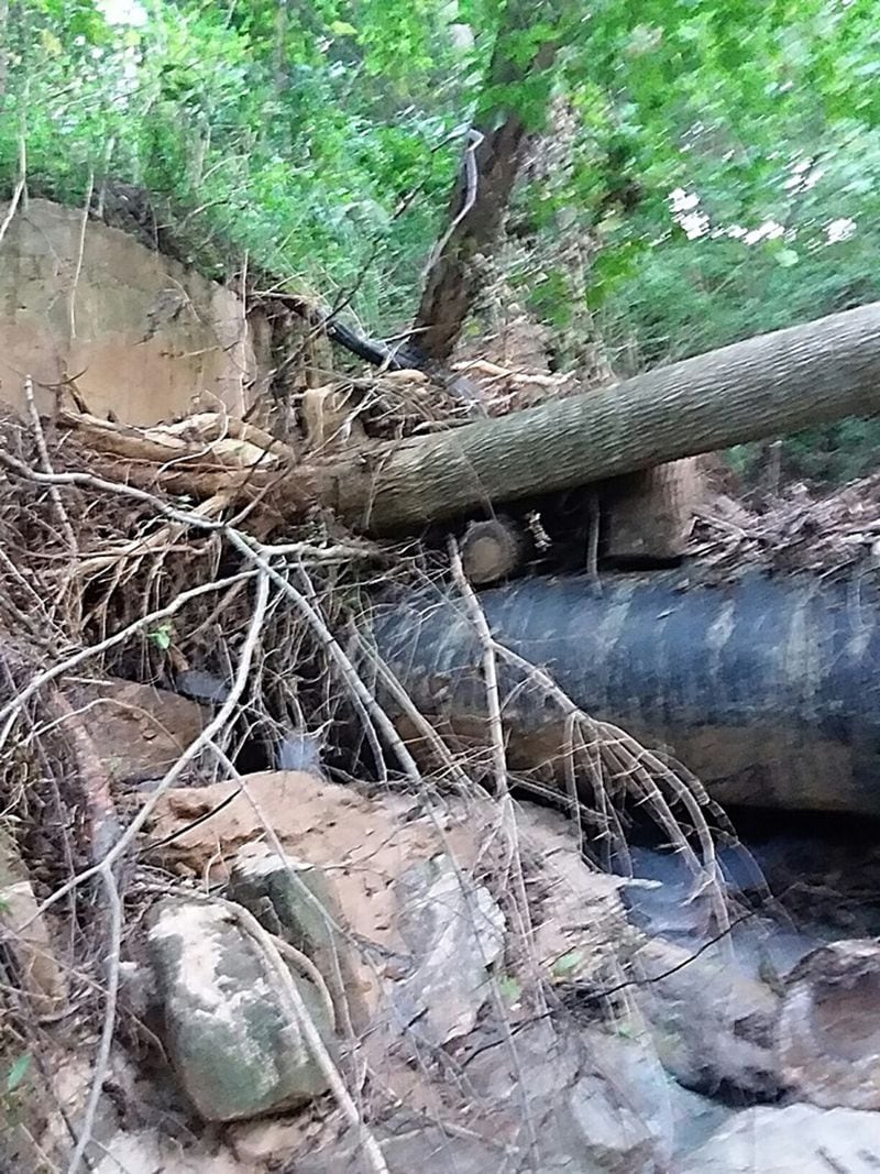 A tree took root on top of a sewer pipe, growing for more than 20 years until the pipe burst, spilling 6.4 million gallons of sewage near Snapfinger Creek in August. Photo credit: DeKalb County