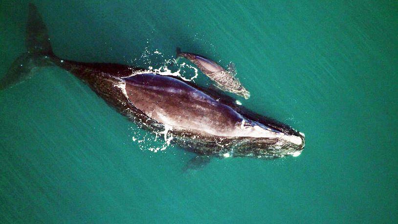 The first whales of the season, a mother and calf, were spotted Saturday off Cumberland Island.