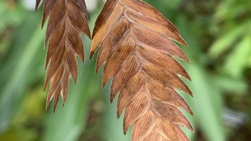 The pendulous brown seed heads of sea oats are attractive in fall, but these seeds can spread the plant to unwanted spots. (Walter Reeves for The Atlanta Journal-Constitution)