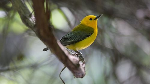 The prothonotary warbler is one of the most colorful migratory warblers that nest in Georgia during spring and summer. Warblers as a group are known for their variety of colors. (Courtesy of Dominic Sherony/Creative Commons)