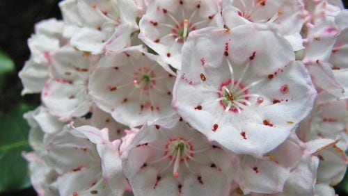 Mountain laurel (Kalmia latifolia) is blooming profusely now in Georgia. Its showy pink and white flowers, which bloom in great abundance, usher out spring and usher in summer. CONTRIBUTED BY GARY PEEPLES/U.S. FISH AND WILDLIFE SERVICE