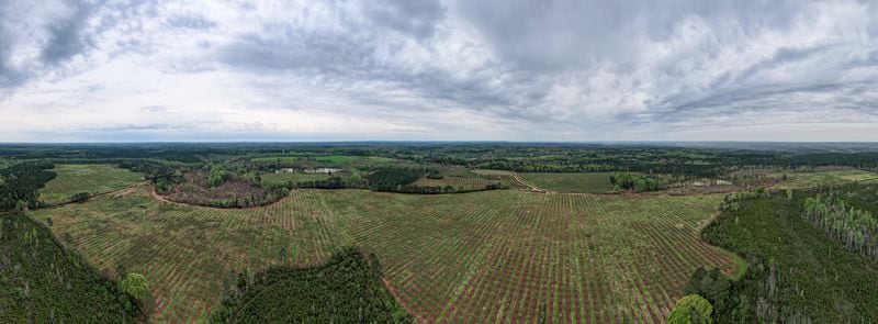 Strips of green grass make stripes between trees in one of several groves of peach trees that make up Dickey Farms in Musella.  Ben Gray for the Atlanta Journal-Constitution.