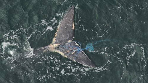 A right whale entangled in fishing rope was spotted on Jan. 11 about 10 miles off the Georgia/Florida line in this image from Clearwater Marine Aquarium Research Institute (NOAA permit 18786).