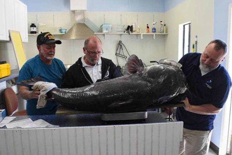 Joel Singletary, left, with officials from the Florida Fish and Wildlife Conservation Commission as they weigh the fishman’s gigantic catfish.