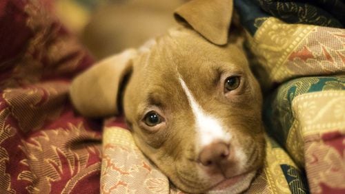 An 11-year-old Florida girl died when she ran back into her burning home, possibly to save her two puppies (similar to this one), witnesses told authorities. (AJC file photo)