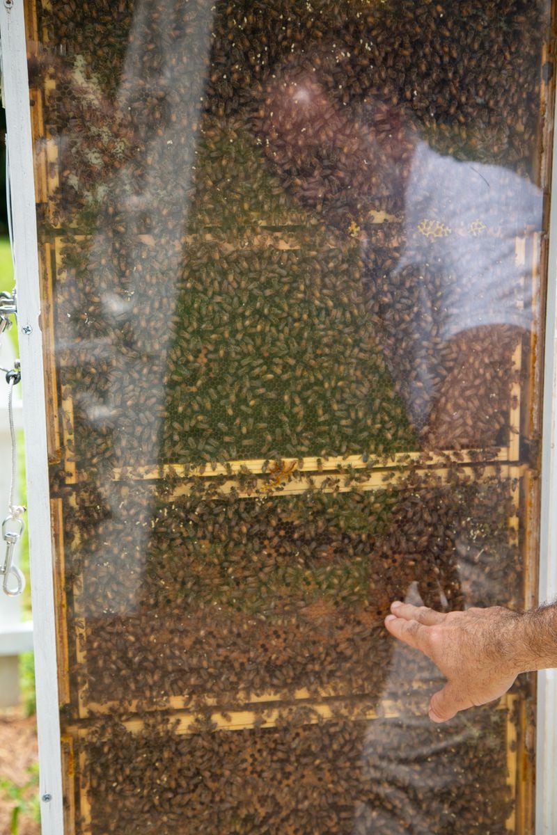 Tim Doherty shows a tower of bees behind glass. PHIL SKINNER FOR THE ATLANTA JOURNAL-CONSTITUTION.