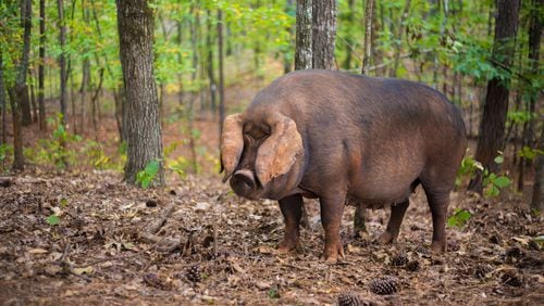 The hogs on Frolona Farm live as they would in the wild, in well-shaded woods where they can grub around the roots for insects and nuts. (Photo credit: Kate Blohm)