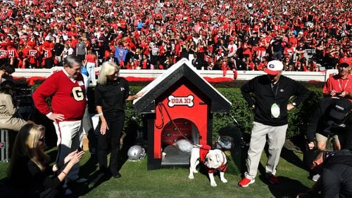 UGA XI, known as Boom, is surrounded by fans as he enters the football field before an NCAA football game against Missouri at Sanford Stadium, Saturday, November 4, 2023, in Athens. Georgia won 30-21 over Missouri. (Hyosub Shin / Hyosub.Shin@ajc.com)