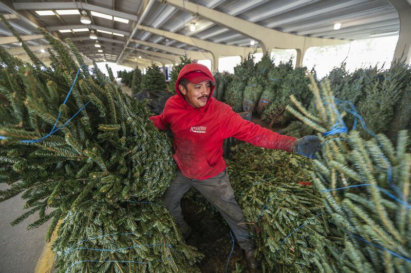 File photo: Eleutevio Covana Torres of Appalachian Farms of Cranberry from North Carolina helps load Christmas trees at G&S Trees at the Atlanta State Farmers Market  last December. JOHN SPINK /JSPINK@AJC.COM