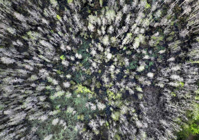 Drone photograph shows the Okefenokee Swamp on Monday, Mar. 18, 2024. (Hyosub Shin / Hyosub.Shin@ajc.com)