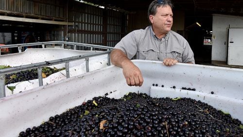 September 22, 2016 Wray, GA: Gary Paulk, owner of Paulk Vineyards in Wray, Georgia, produces grapes and blackberries. The crops require more than 100 workers, mostly migrant laborers, during peak harvest. He fears Donald Trump’s stance on illegal immigration could threaten his business. BRANT SANDERLIN/BSANDERLIN@AJC.COM