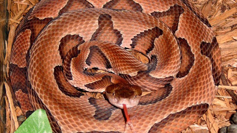 The Eastern copperhead snake (shown here) is responsible for most of the venomous snakebites in Georgia each year. Like all native snake species, however, copperheads also play important ecological roles. (Courtesy of Centers for Disease Control and Prevention)