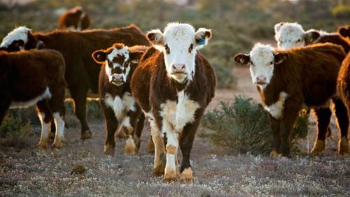 Last month, a group called the U.S. Cattlemen's Association petitioned the U.S. Department of Agriculture to adopt stronger labeling requirements for beef and meat substitutes. (Robyn Mackenzie/Dreamstime/TNS)