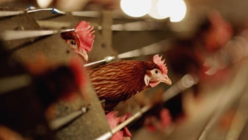 Hens are seen here at a chicken farm. A Georgia farmer is losing his contract with Pilgrim’s Pride after the Humane Society of the U.S. caught him on video abusing chickens.