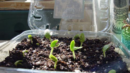 Clear plastic tops hold even moisture for seeds to germinate and grow quickly. (Handout/TNS)