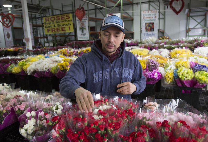 Alejandro Mahecha sorts flowers at a booth at the Atlanta State Farmer’s Market in Forest Park. The facility covers 155 acres with dozens of wholesale operators who sell a variety of items, including produce, Christmas trees and sod. (Photo by Phil Skinner)
