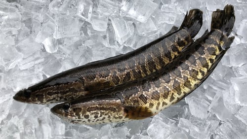 The northern snakehead, an invasive fish species that can breathe air and walk on land, was found in a Gwinnett County pond.