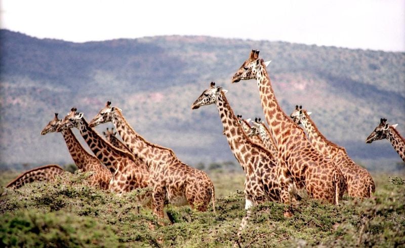 The giraffes' height and excellent vision give them a wide view of the grasslands where they live, making it easy to spot predators from a distance. Some scientists believe that other animals—such as zebras, antelope, and wildebeests—often congregate near giraffes to take advantage of their ability to see danger from a distance, according to National Geographic.