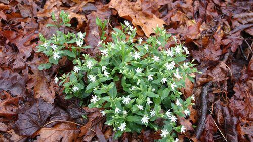Bright green chickweed is easy to spot and remove in winter. (Walter Reeves)