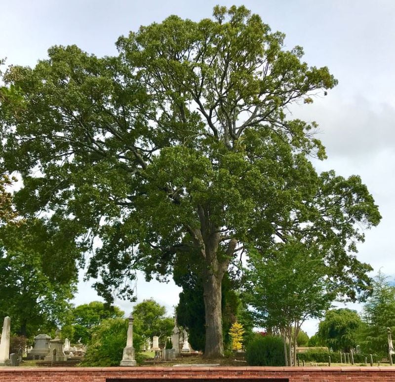 This is a white oak tree at Oakland Cemetery, which is home to hundreds of species. CONTRIBUTED BY ERICA GLASENER