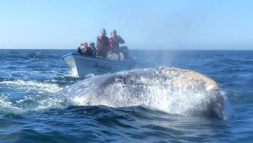 A barnacle-encrusted gray whale surfaces just ahead of a 22-foot whale-watching boat in Magdalena Bay, Mexico. (Brian J. Cantwell/Seattle Times/TNS)