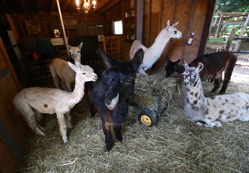 Llamas and alpacas relax in their stable area at the alpaca treehouse and llama cottage Airbnb properties. Curtis Compton/ccompton@ajc.com