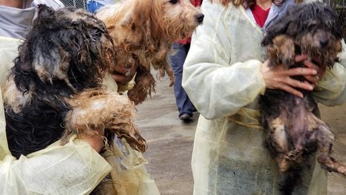 These are some of the 715 dogs recovered from a breeding operation in Berrien County in early March 2019. The dogs, matted, and covered with feces, had been packed into wire cages for most of their lives. CONTRIBUTED: ATLANTA HUMANE SOCIETY