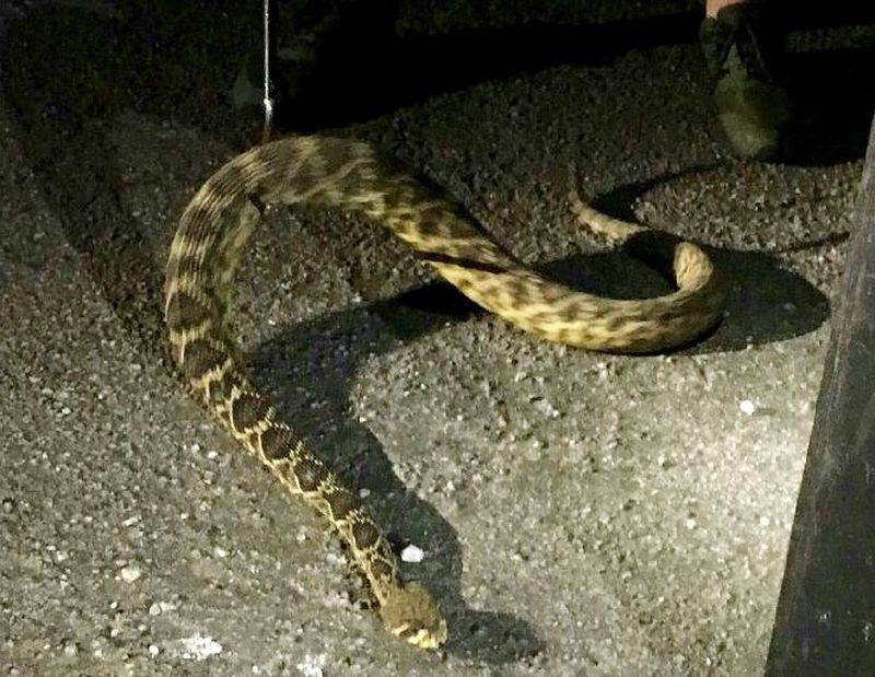 Two of the snakes were eastern diamondback rattlesnakes, and the other seven were southwestern speckled rattlesnakes, authorities said.