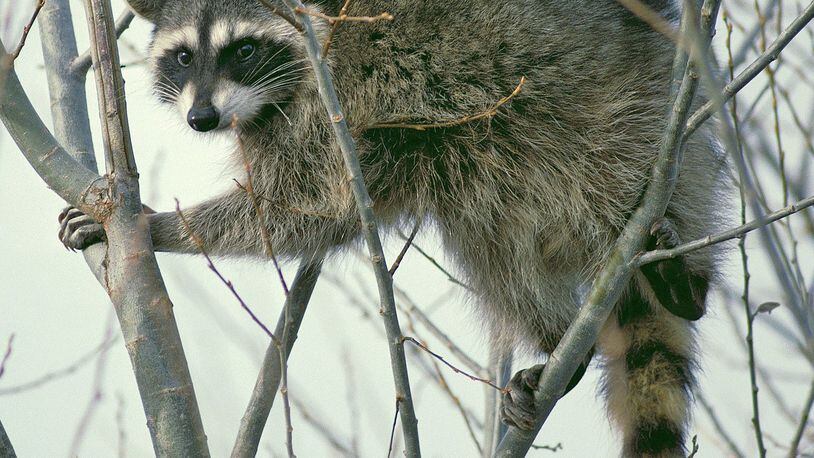 With its bandit-like mask, small “hands” and ringed tail, the raccoon is one of Georgia’s most recognizable animals. February-March is prime breeding time for raccoons in Georgia. CONTRIBUTED BY U.S. FISH AND WILDLIFE SERVICE