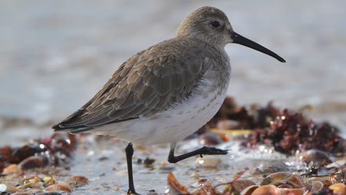 The dunlin is one of the most abundant shorebirds on Georgia's coast. It accounted for nearly 50% of all the shorebirds tallied on the coast last winter. (Courtesy of Andrew Cannizzaro/Creative Commons)