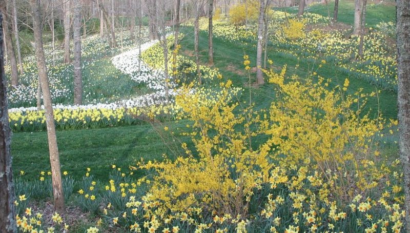At Gibbs Gardens in Ball Ground, an official American Daffodil Society Display Garden, more than 20 million daffodils bloom in the spring. CONTRIBUTED BY GIBBS GARDENS