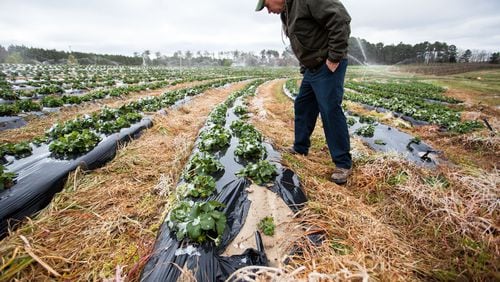 Danny Page, owner of Page Farms, inspects his strawberry crop after a late-season snow in Raleigh, N.C. (Ben McKeown/Raleigh News & Observer/TNS)
