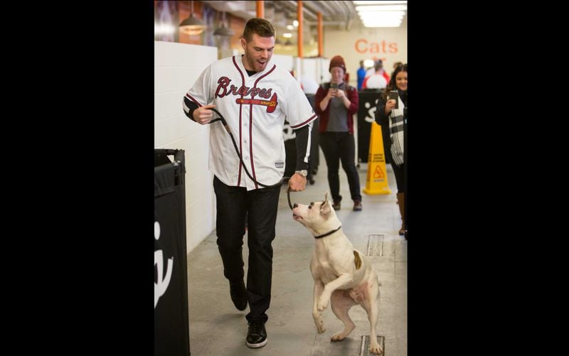 The Atlanta Braves baseball player Freddie Freeman walked "Roscoe" as he visited Best Friends in Atlanta as part of the team's Season of Giving on Wednesday, Dec. 12, 2018. The animal shelter works collaboratively with area shelters, animal welfare organizations and individuals to save the lives of pets in shelters in the South. (Photo by Phil Skinner)
