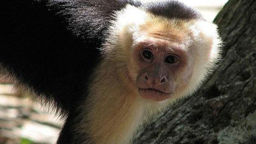 A caphuchin monkey. (Photo: Kenneth Hong/Flickr/Creative Commons) https://creativecommons.org/licenses/by-nd/2.0/