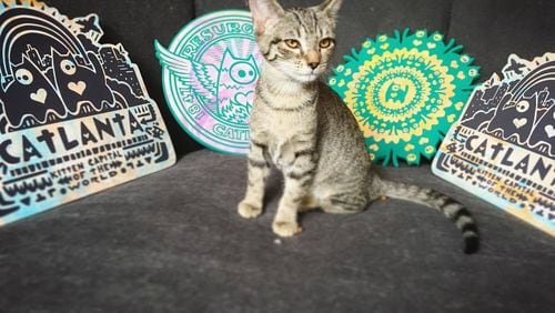 The owner of Java Cats Cafe and artist behind Catlanta partnered to sell his cat-themed prints in her cafe.