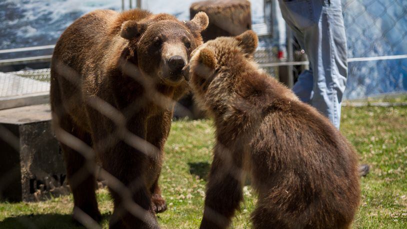 Bears perform during the Grizzly Experience at the Spring Jonquil Festival in Smyrna on Saturday, April 28, 2018. The animal rights group PETA had urged for the bears’ show to be canceled.